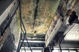 Best Black Mold Removal  in Medford, WI